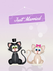 Wedding of cats