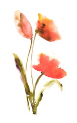 Red tulip flowers, flowers painting, watercolor painting