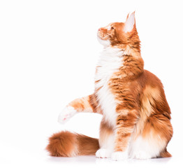Portrait of domestic red  Maine Coon kitten - 8 months old. Cute young cat sitting and swinging its paw. Playful adorable orange striped kitty isolated on white background.