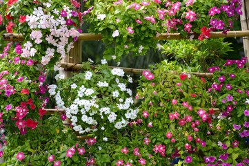 Fototapeta na wymiar Catharanthus roseus flower in nature garden