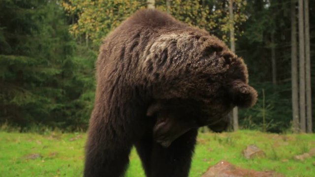 Big Brown Bear scratches and shake his head with splashes in the green glade of forest (1080p 25 fps; handle; canon 7d Mark II, Sigma 10-20)