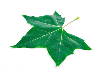 Green maple leaf  on the white background