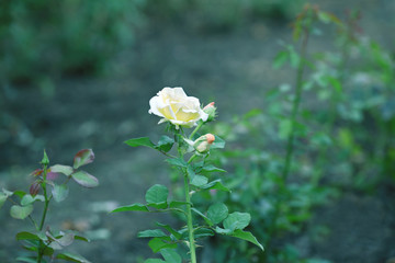 Beautiful yellow rose on blurred background