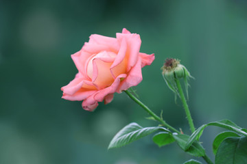 Close up view of beautiful rose on blurred background