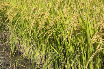 Obraz premium Autumn rice field in Korea