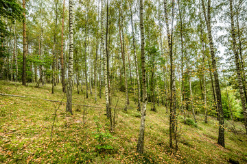 Early autumn forest, landscape, autumn birch trees with fallen l