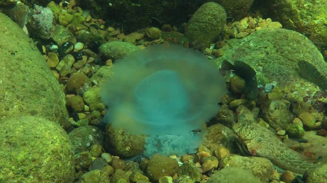 Marine fish Rusty blenny (Parablennius sanguinolentus) eat dead jellyfish, wide shot.
