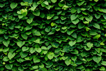 green wall, plant background - 122863640