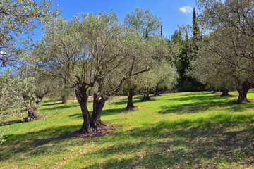 Obraz premium Olives trees grove, Greece
