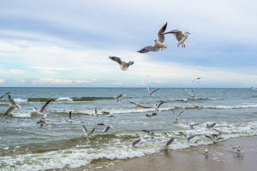 Seagulls on a beach waterfront