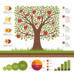 Gardening and planting infographic. Apple tree. Organic food. Flat design, vector illustration.