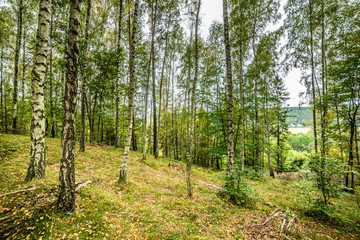 Early autumn forest, landscape, autumn birch trees 