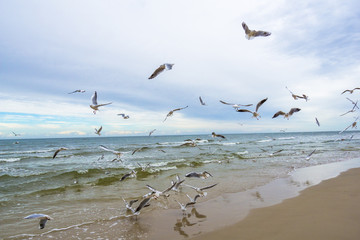 Seagulls on a beach waterfront