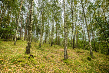 Early autumn forest, landscape, autumn birch trees with fallen leaves