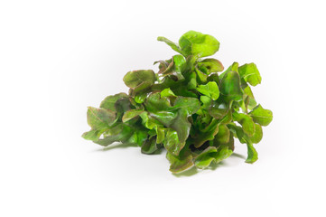 vegetable salad leaf isolated on white background. From Hydropon