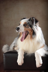 Australian Shepherd im Studio liegend und gähnend