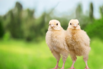 Chick.