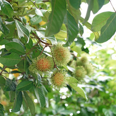 rambutan on tree