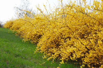 Forsythia, yellow spring flowers hedge and green grass