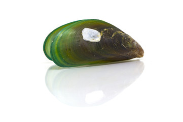 Shell of mussel isolated on white background with reflect shadow