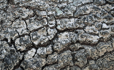 Obraz premium Textured bark