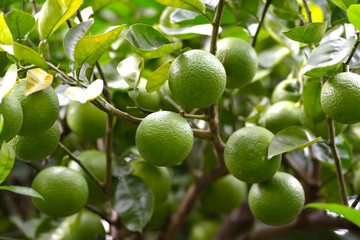 Trees bear a type of Japanese citrus fruit in Fukuoka city, JAPAN. It is in September. We called Kabosu the type of Japanese citrus fruit.