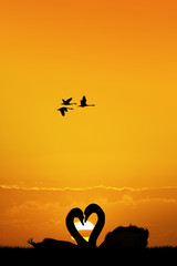 swans couple silhouette