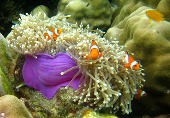 Clown fish.