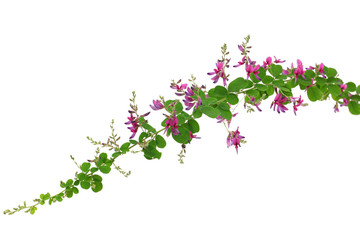 bush clover, lespedeza bicolor, japanese clover, hagi