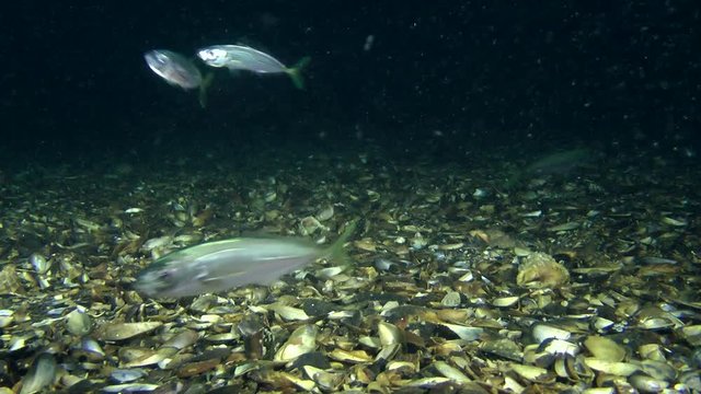 Marine fish Horse mackerel (Trachurus trachurus) carried away by meals swims closely to the camera.
