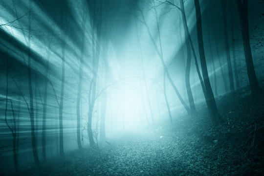 Fototapeta Magical blue color sun rays in the foggy forest landscape. 