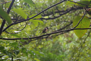 oiseau sur une branche