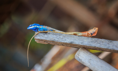Lizard,dragon , Chameleon , Blue-crested Lizard , Indo-Chinese Forest Lizard  , Indo-Chinese Bloodsucker