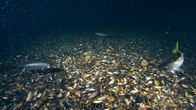 Marine fish Horse mackerel (Trachurus trachurus) eats plankton near the the seabed, wide shot.
