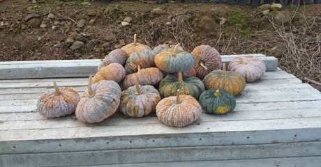 pumpkins