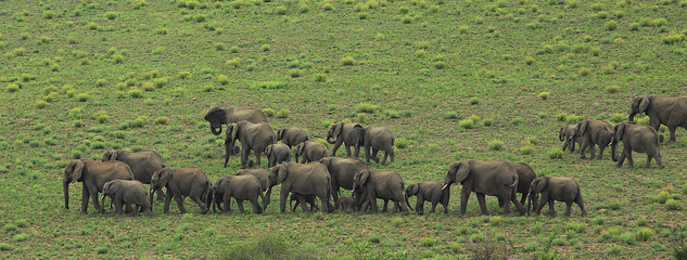 Fototapeta na wymiar Large herd of elephants