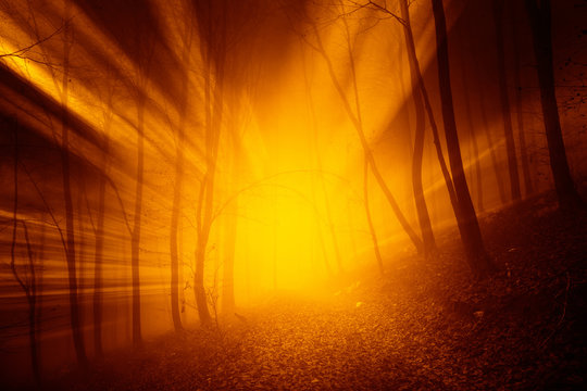 Fototapeta Magical orange red color sun rays in the foggy forest landscape. 