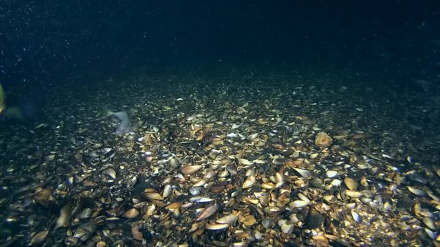 Feeding of sea fish Horse mackerel (Trachurus trachurus) near the seabed, wide shot.
