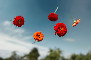 Flowers planted float in weightlessness