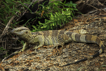 Rock monitor