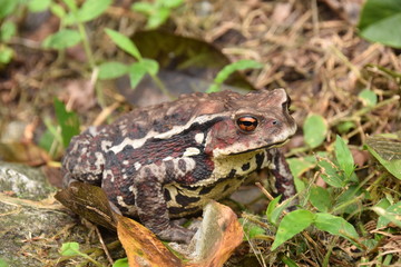 アズマヒキガエル
