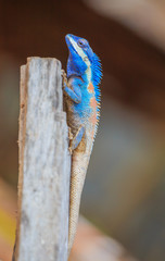 Lizard,dragon , Chameleon , Blue-crested Lizard , Indo-Chinese Forest Lizard  , Indo-Chinese Bloodsucker