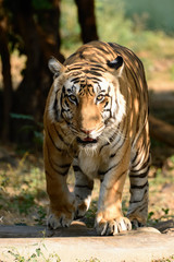 Indian Bengal tiger