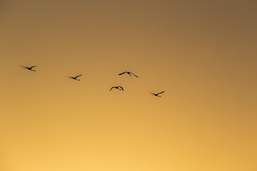 Flamingos flying to sunset in natural park "Marismas del Odiel"