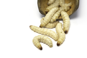 bamboo worms on white background