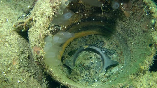 Antique Black-glazed ware kantharos in the ruined ancient Greek amphora on the sea floor.
