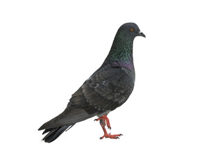 Dove or Pigeon bird on floor with isolate/white background. Elegance Animal.