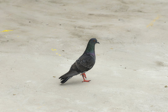 Dove or Pigeon bird on floor/ground in Thailand. Elegance Animal.