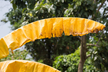 yellow Banana leaf on sky background