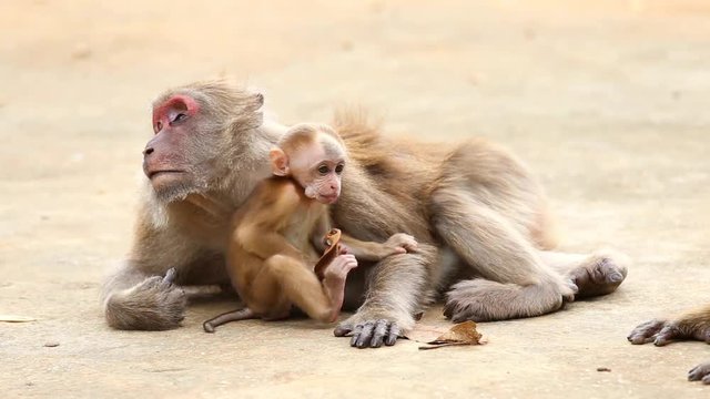 Monkey tropical forests.